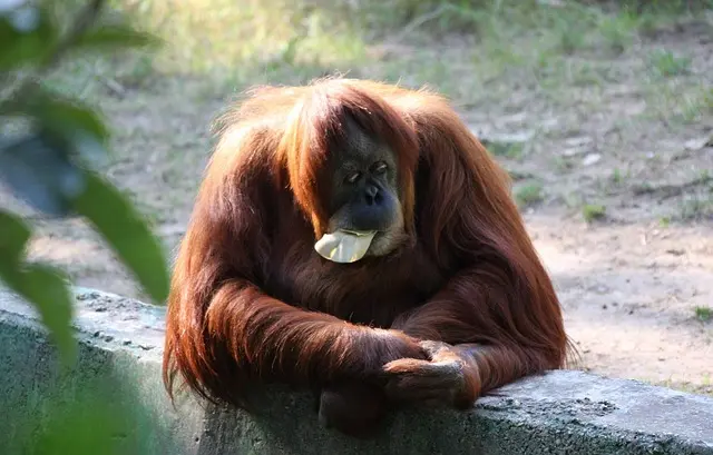 Sitting Posture