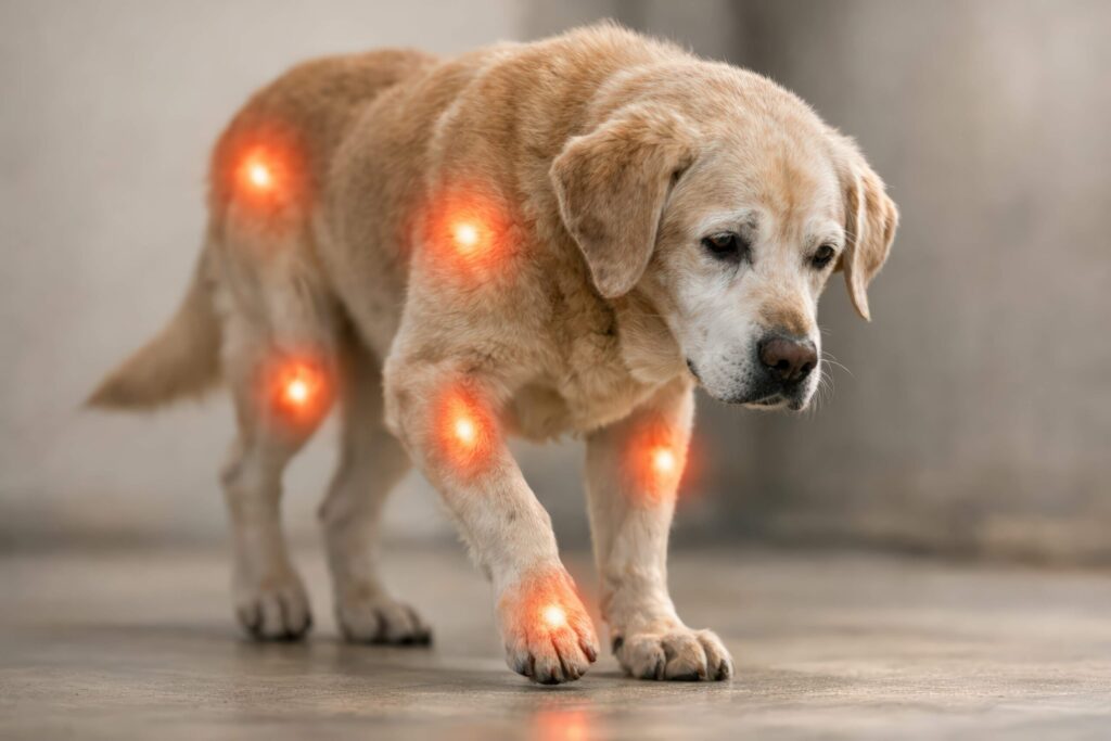 Animal Chiropractic Care