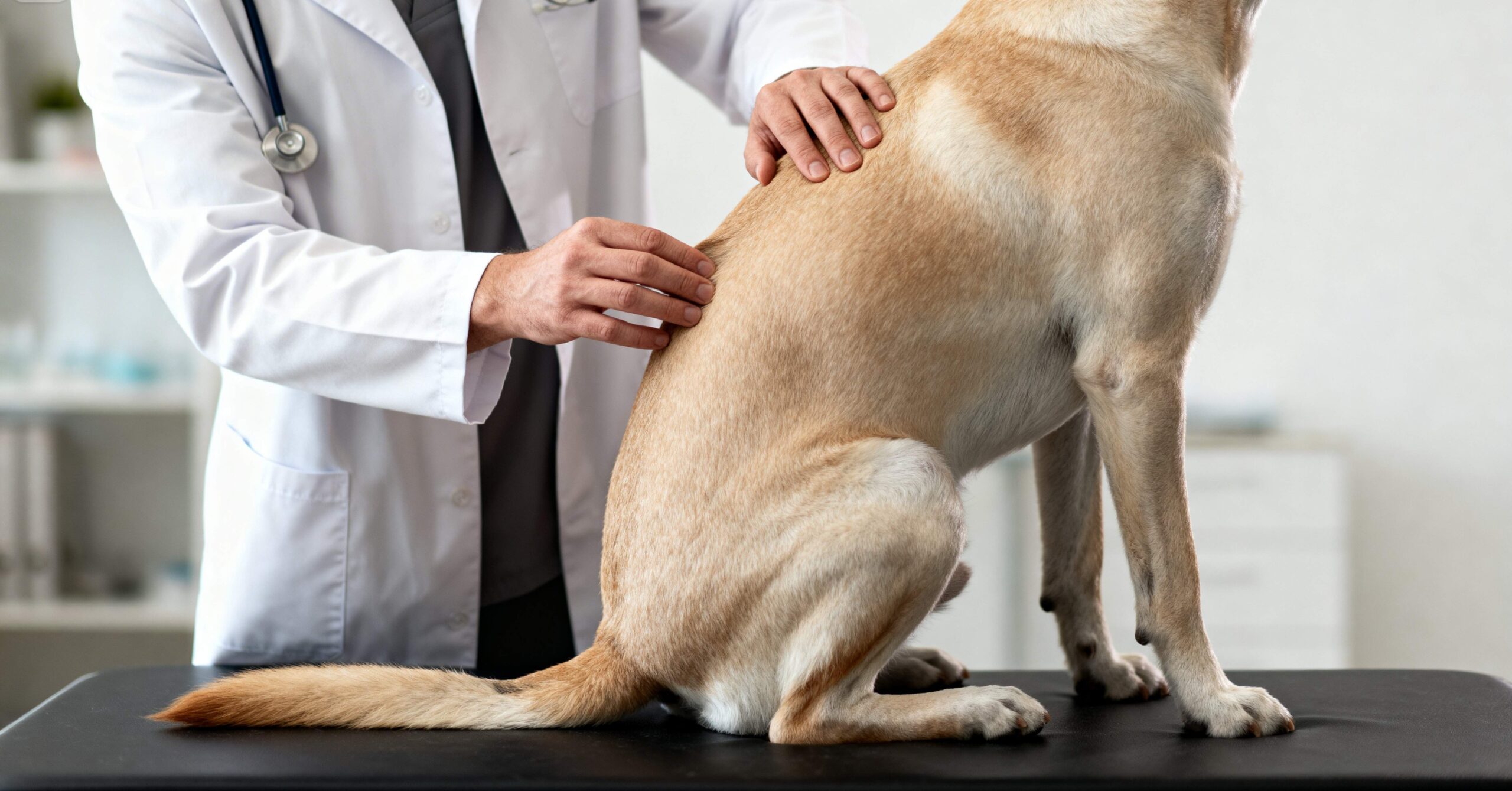 Does Your Pet Need Chiropractic Care?