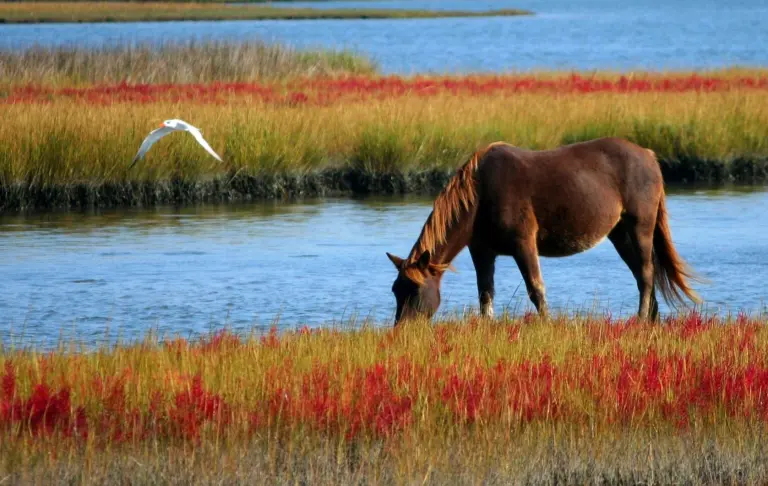 A horse grazing beside the water