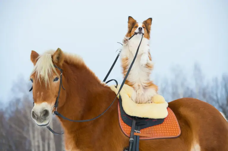 A dog sitting on the saddle of a pony