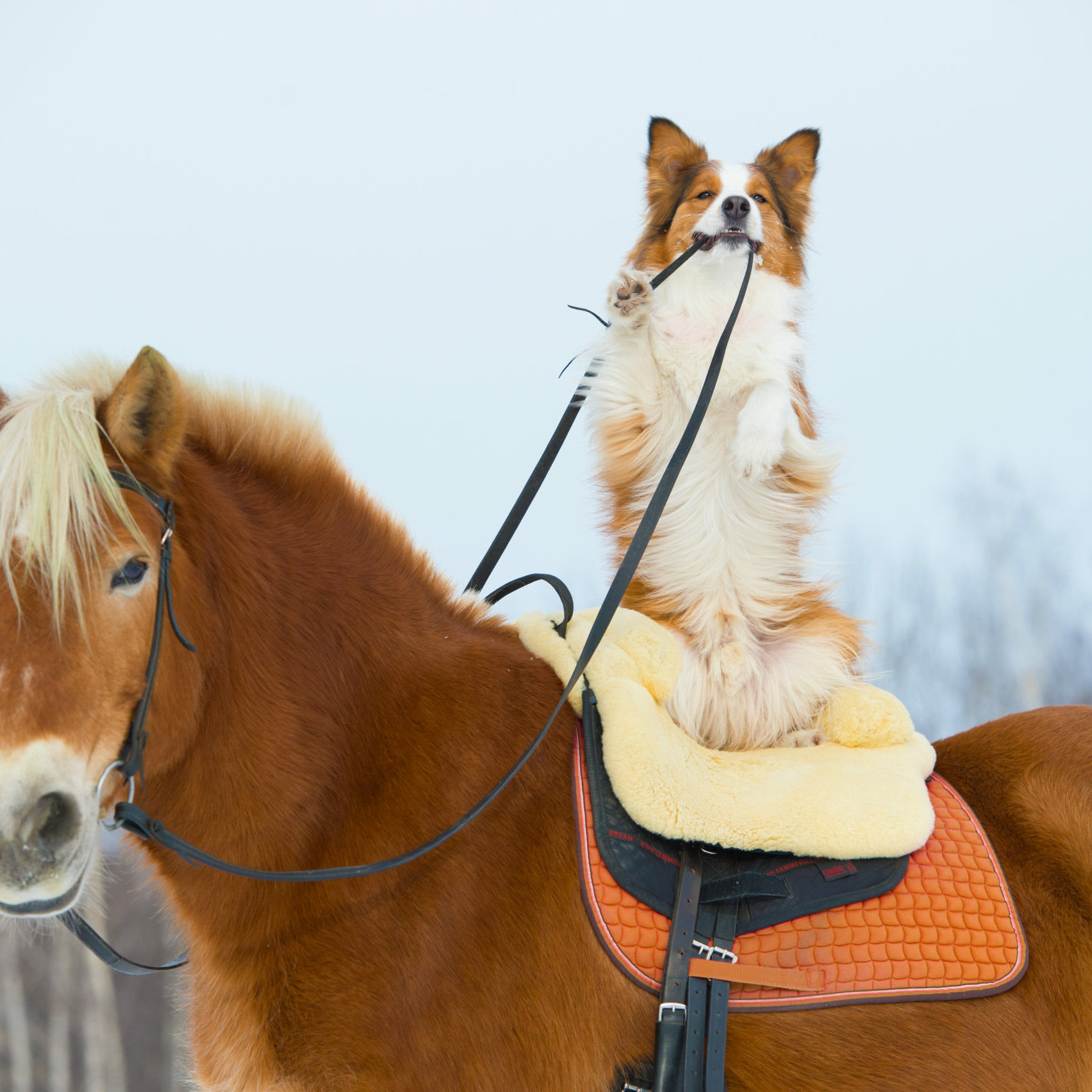 animal chiropractic Red dog on the horse animal chiropractic