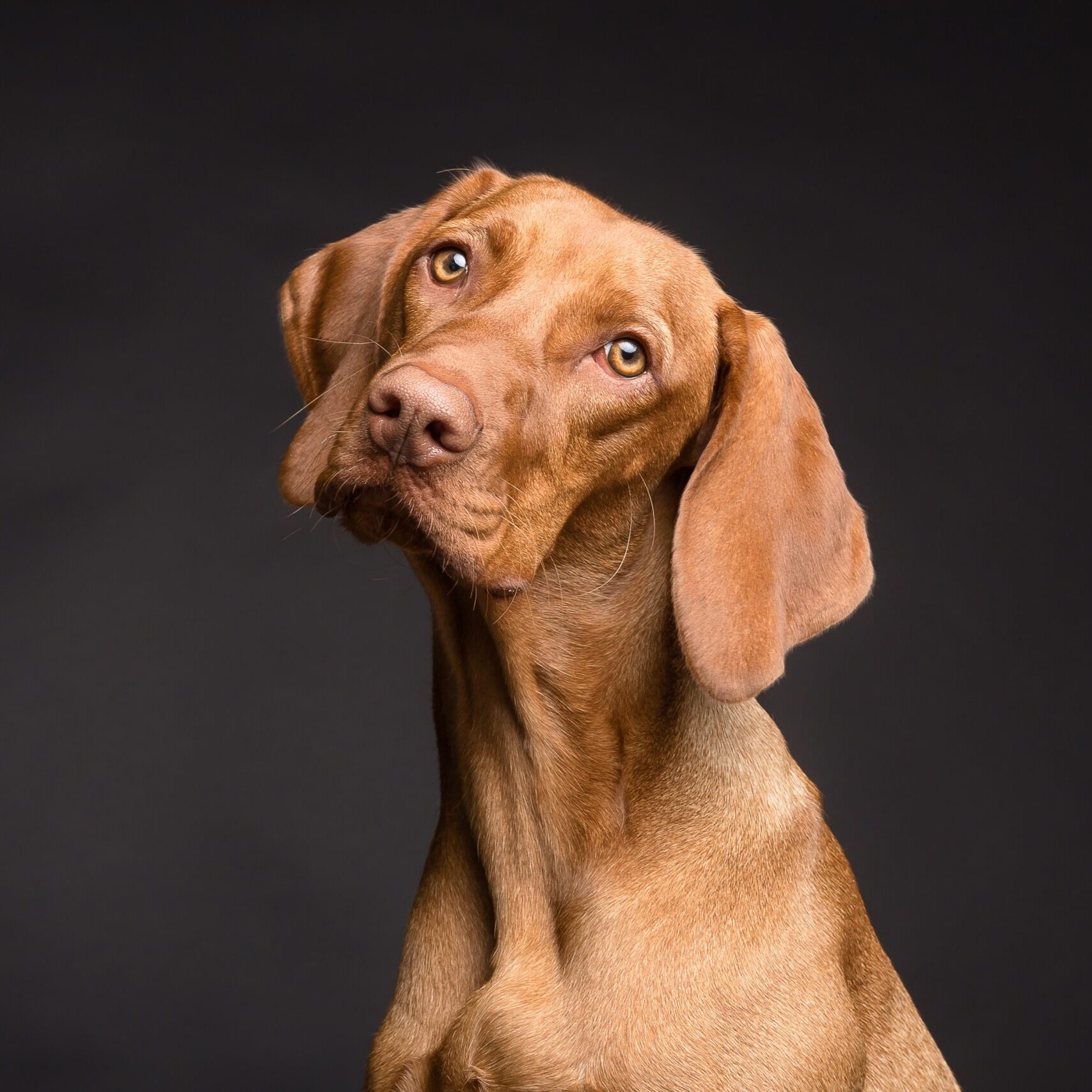 animal chiropractic bakersfield dog